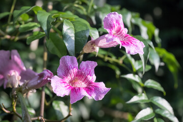 Obraz premium Beautiful Pink Trumpet Vine (podranea ricasoliana) flowers.