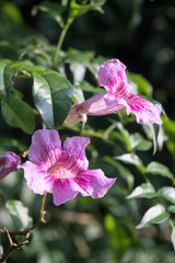 Beautiful Pink Trumpet Vine (podranea ricasoliana) flowers.