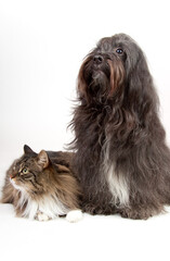 Vertical shot of a cute cat and dog on a white background