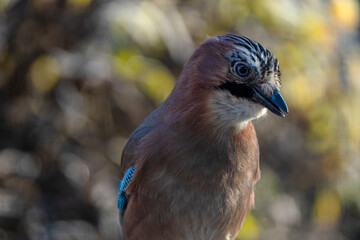 Ein Eichelhäher mit einer Erdnuss 
