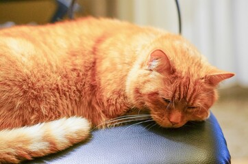Cute cat laying and sleeping with its eyes closed