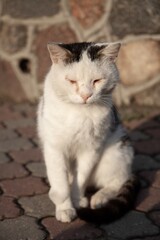 Vertical shot of a cute white cat with closed eyes