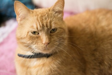 Cute red cat with green eyes with a collar