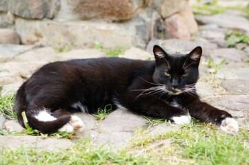 Black cat with yellow eyes lying on the ground surrounded by grass under the sunlight