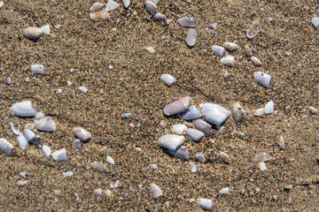 Shells in sand texture background. Seashell on sandy beach nature pattern, ocean dune clams in sunny day