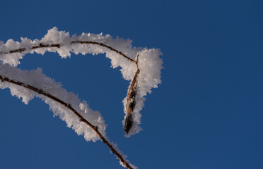 a dry pod on frost-covered branches against a bright blue sky