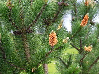 Flowers and cones on a pine tree