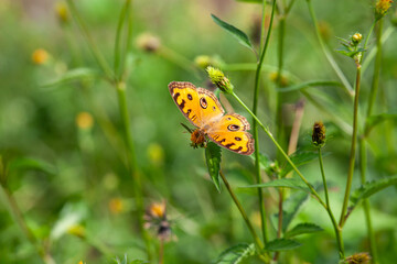 Butterfly on a red flower in the garden with green background