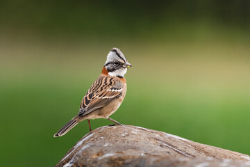 ave chincol bien bonita posada en roca descansando