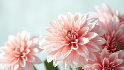 Fototapeta premium Delicate Pink Dahlia Blooms in Soft Focus, Capturing the Essence of Grace and Beauty