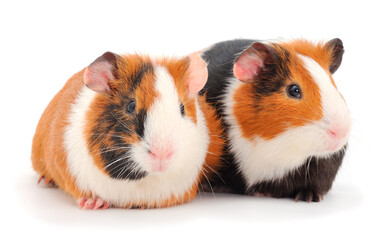 Guinea pigs isolated.