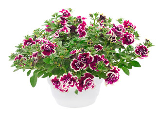 Bouquet of flowers petunia in a pot.