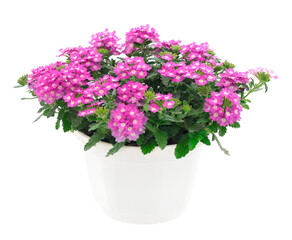 Verbena isolated on a white background.