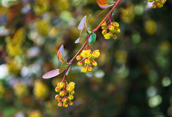 A sprig of barberry with bright yellow flowers