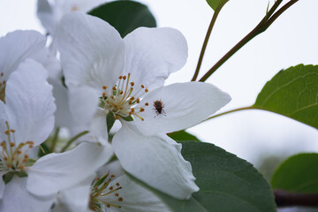 A beetle sits on a petal of a white flower