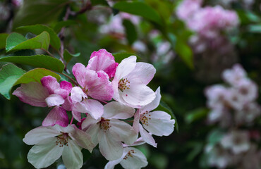 Obraz premium Close-Up of Pink Spring Blossoms on Branch