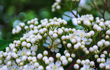 Close-up of unopened white flower buds
