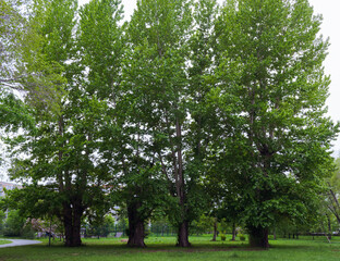 Four tall and majestic poplars stand in a row in the park
