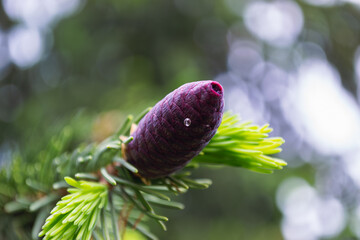 Young closed coniferous cone of purple color on branch