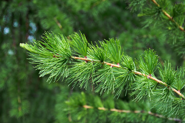 Young branch of larch with green needles