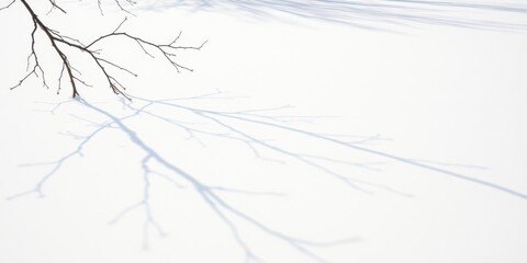 A solitary branch casts a long, intricate shadow on a pristine white surface, creating a stark contrast between the dark and light