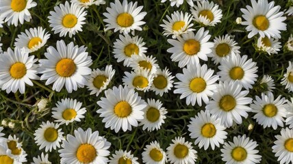 Fototapeta premium Summer meadow abundant with white daisies A beautiful field of green grass and daisies is shown from a top down perspective creating a natural backdrop Top view with copy space 