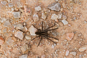 Araña
