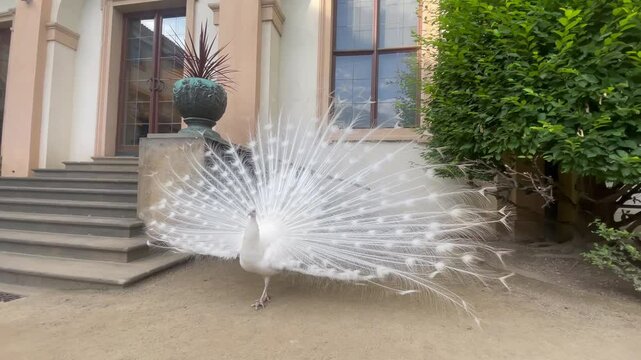 Magnificent white peacock displays stunning tail feathers in peaceful courtyard elegant bird adds graceful charm beauty and tranquility to the serene setting creating a mesmerizing natural scene