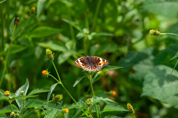 Butterfly on a red flower in the garden with green background