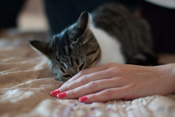 cat, animal, kitten, pet, feline, cute, domestic, fur, 