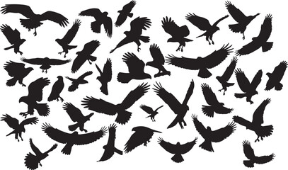 Hawk Silhouettes Collection