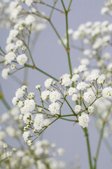Background with tiny white flowers (gypsophila paniculata), blurred, selective focus.
