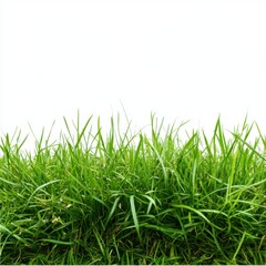 Obraz premium A lush green grass field set against a transparent or white background, ideal for showcasing products.