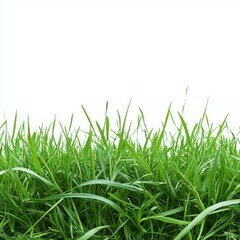 Fototapeta premium A lush green grass field set against a transparent or white background, ideal for showcasing products.