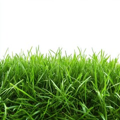 Fototapeta premium A lush green grass field set against a transparent or white background, ideal for showcasing products.