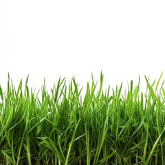 Fototapeta premium A lush green grass field set against a transparent or white background, ideal for showcasing products.