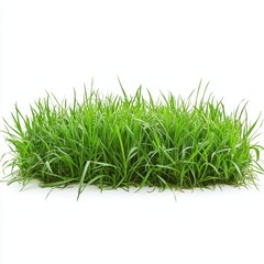 A lush green grass field set against a transparent or white background, ideal for showcasing products.