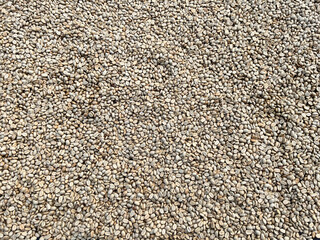 raw coffee beans spread out for drying under natural sunlight. This image highlights the initial stage of coffee processing, showcasing the organic texture and natural color of unroasted beans