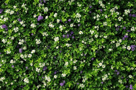 Fototapeta Green foliage with blooming white and purple flowers as a vibrant natural background.