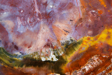 Petrified wood, macro photo. Abstract natural colorful background