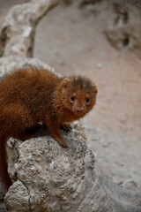 Mangouste naine rousse