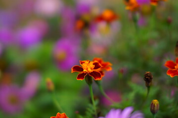 flower, nature, plant, garden, flowers, flora, 