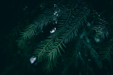 A close up of dark green Yew tree branches