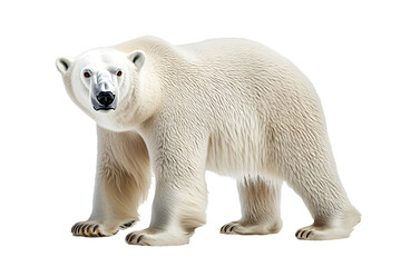 [Transparent Background PNG]Majestic Polar Bear Portrait on White Background