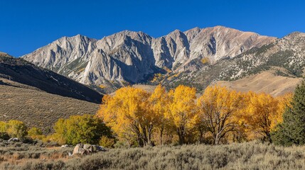 Golden aspen trees in autumn valley with majestic mountain range backdrop under a clear blue sky.