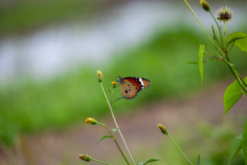 Butterfly on a red flower in the garden with green background