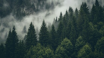 Misty mountain forest with evergreen trees.