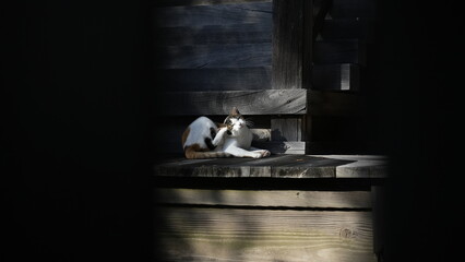 毛づくろいする猫
