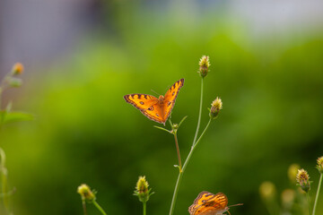 Butterfly on a red flower in the garden with green background