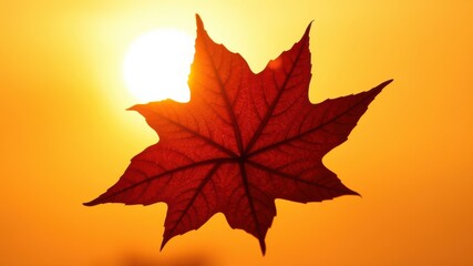 A single red maple leaf, backlit by the warm glow of the setting sun, showcasing its intricate veins and delicate structure.